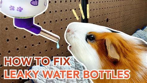 How to Fix a Dripping Guinea Pig Water Bottle 